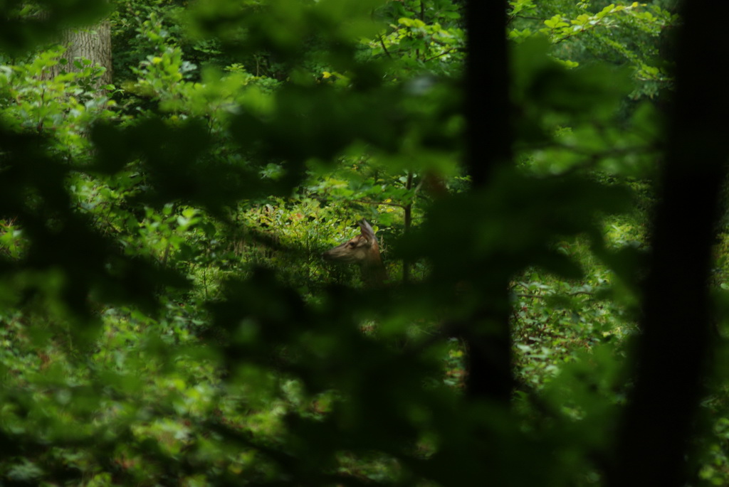 biche